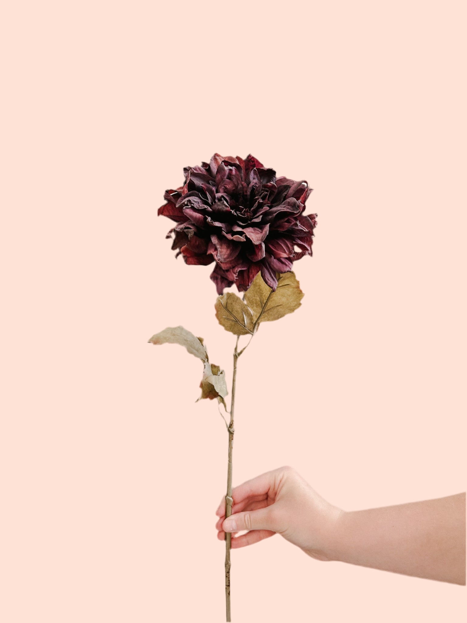 Dried Dahlia