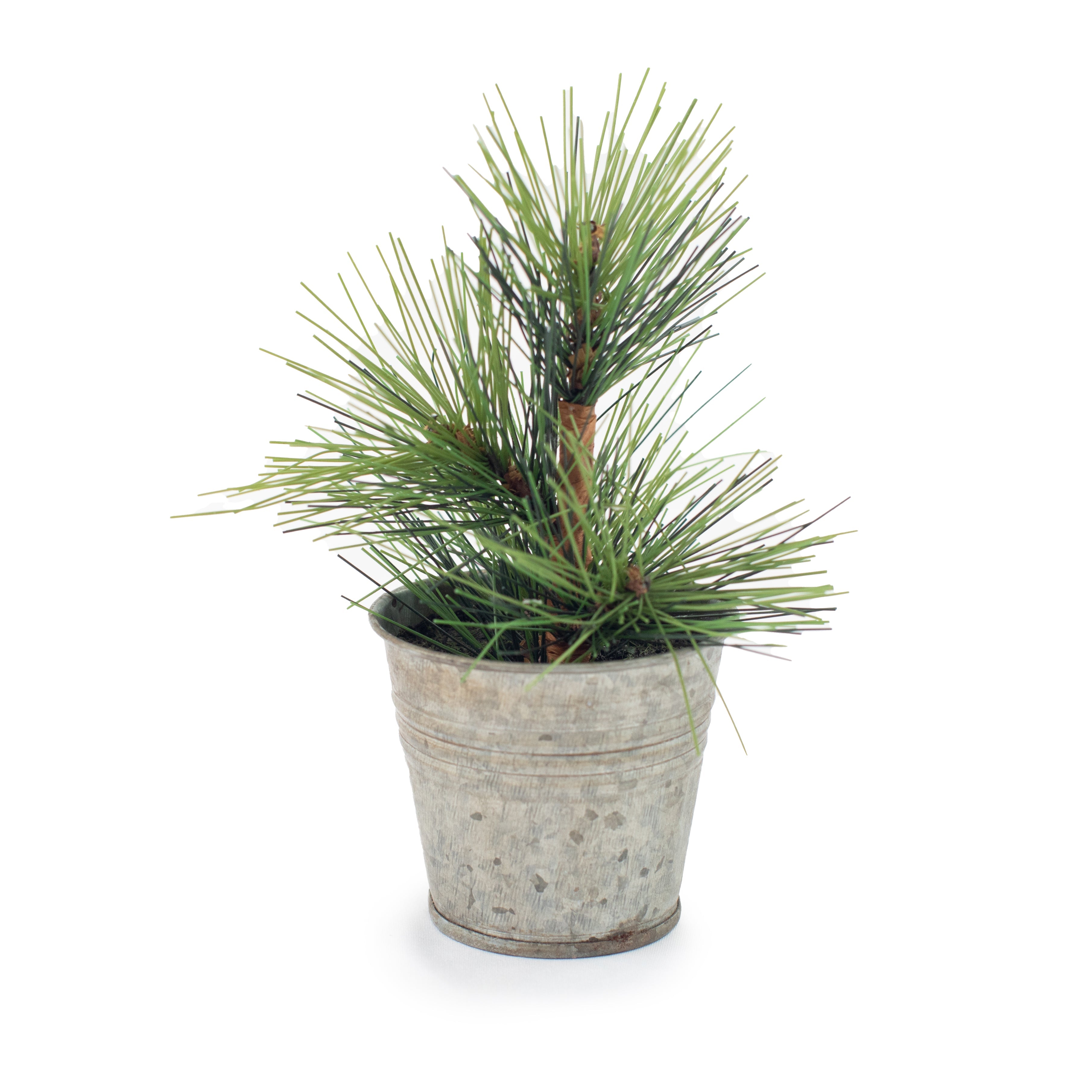 Mini Pine Tree in Pot