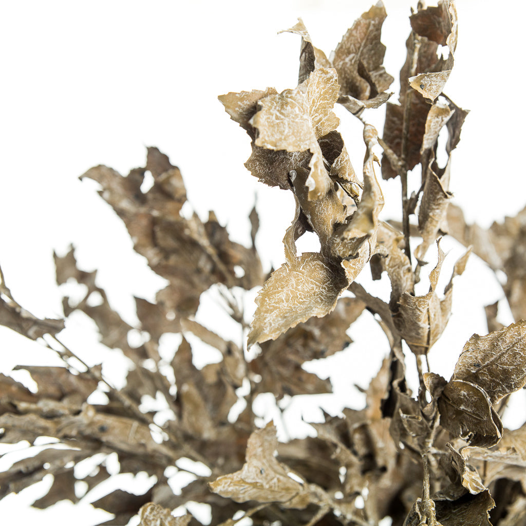 Maple Leaf Branch