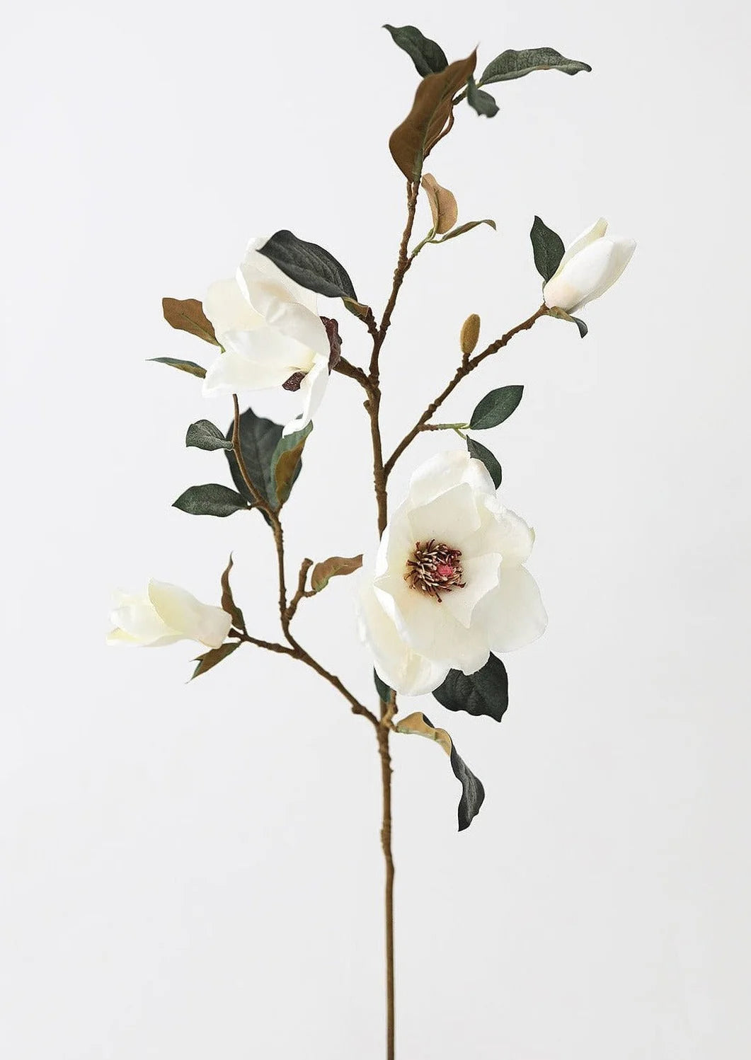 Magnolia Branch