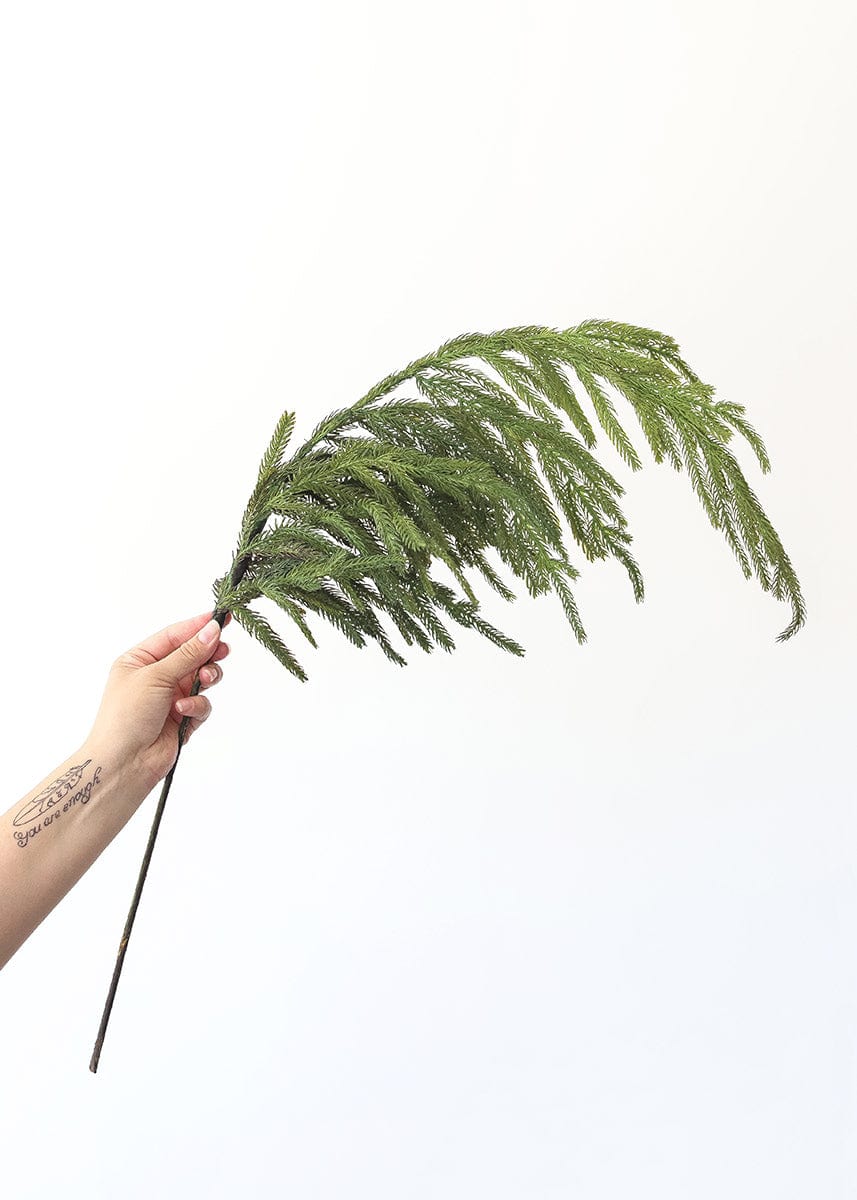 Norfolk Pine Spray