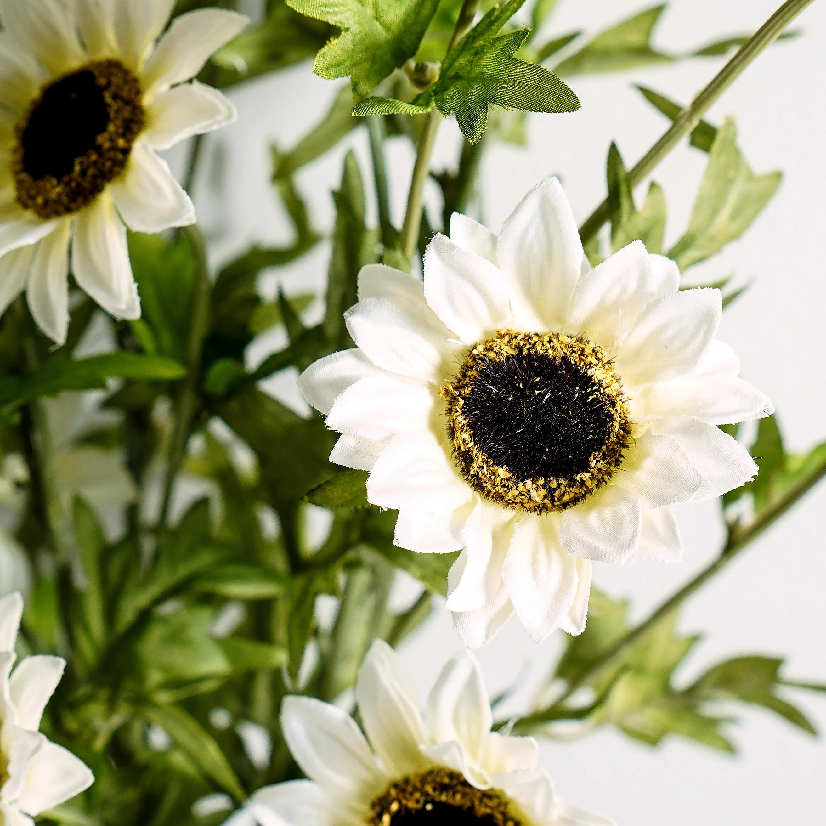 Black-Eyed Susan Bush