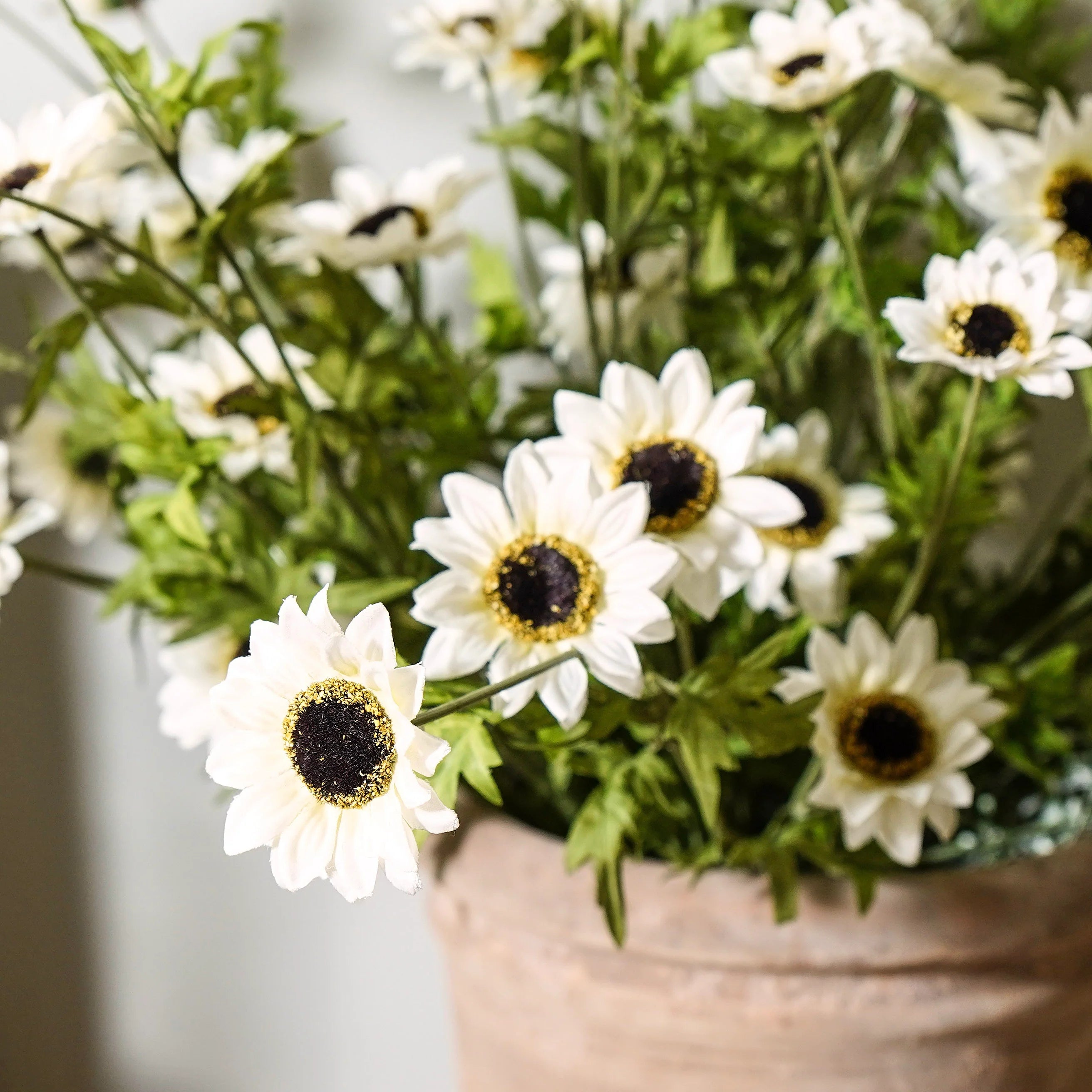 Black-Eyed Susan Bush