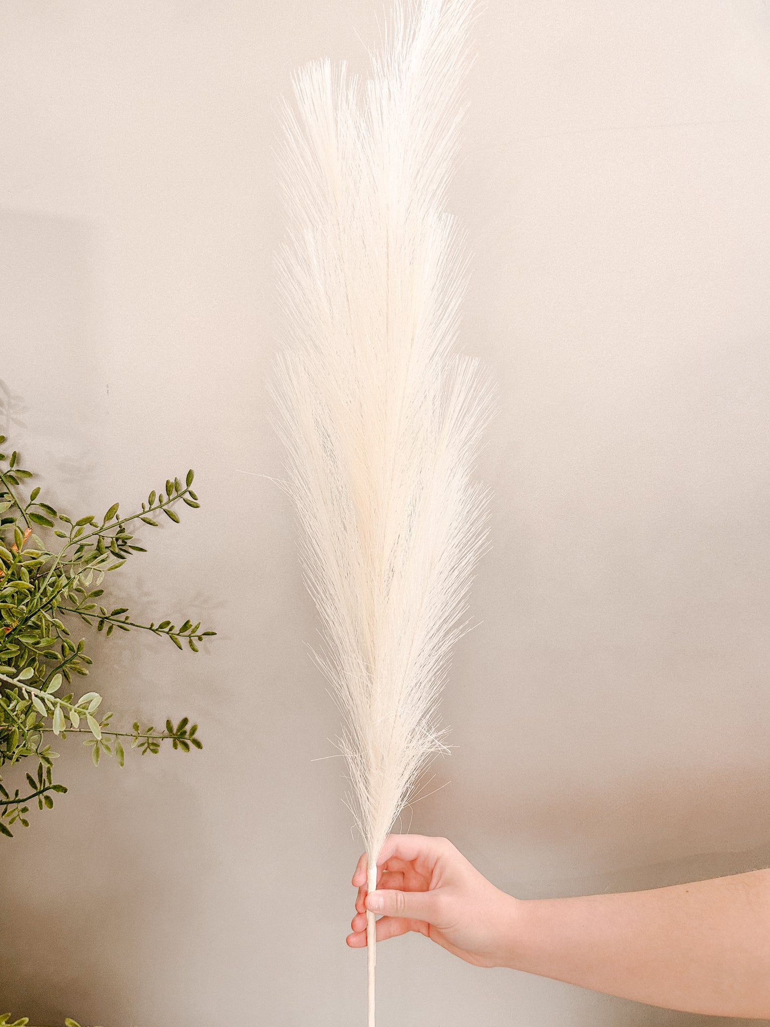 Wrapped Pampas Grass