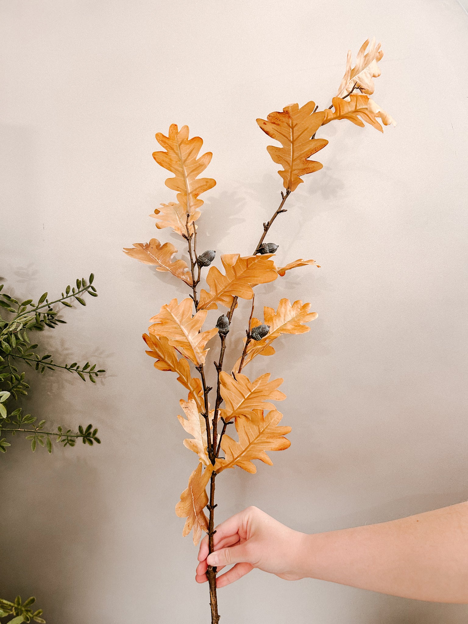 Oak Leaf Stem with Acorns