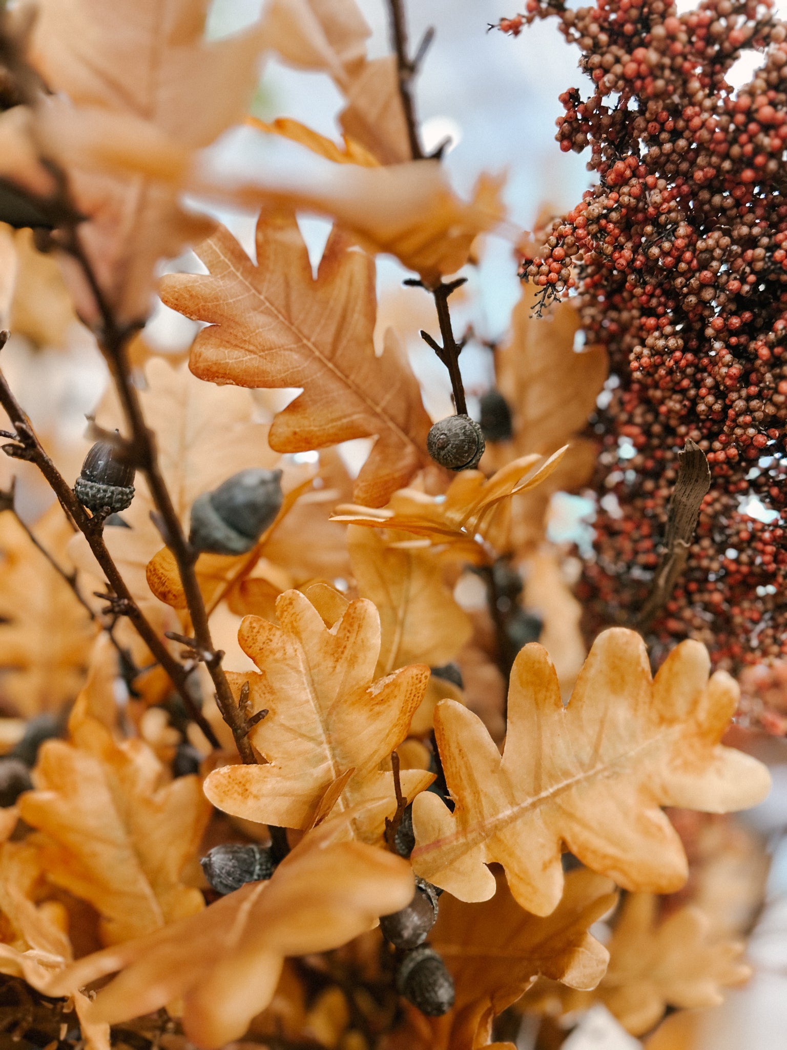 Oak Leaf Stem with Acorns