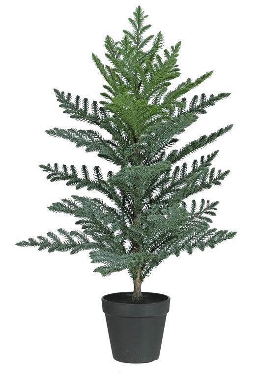 Potted Norfolk Pine