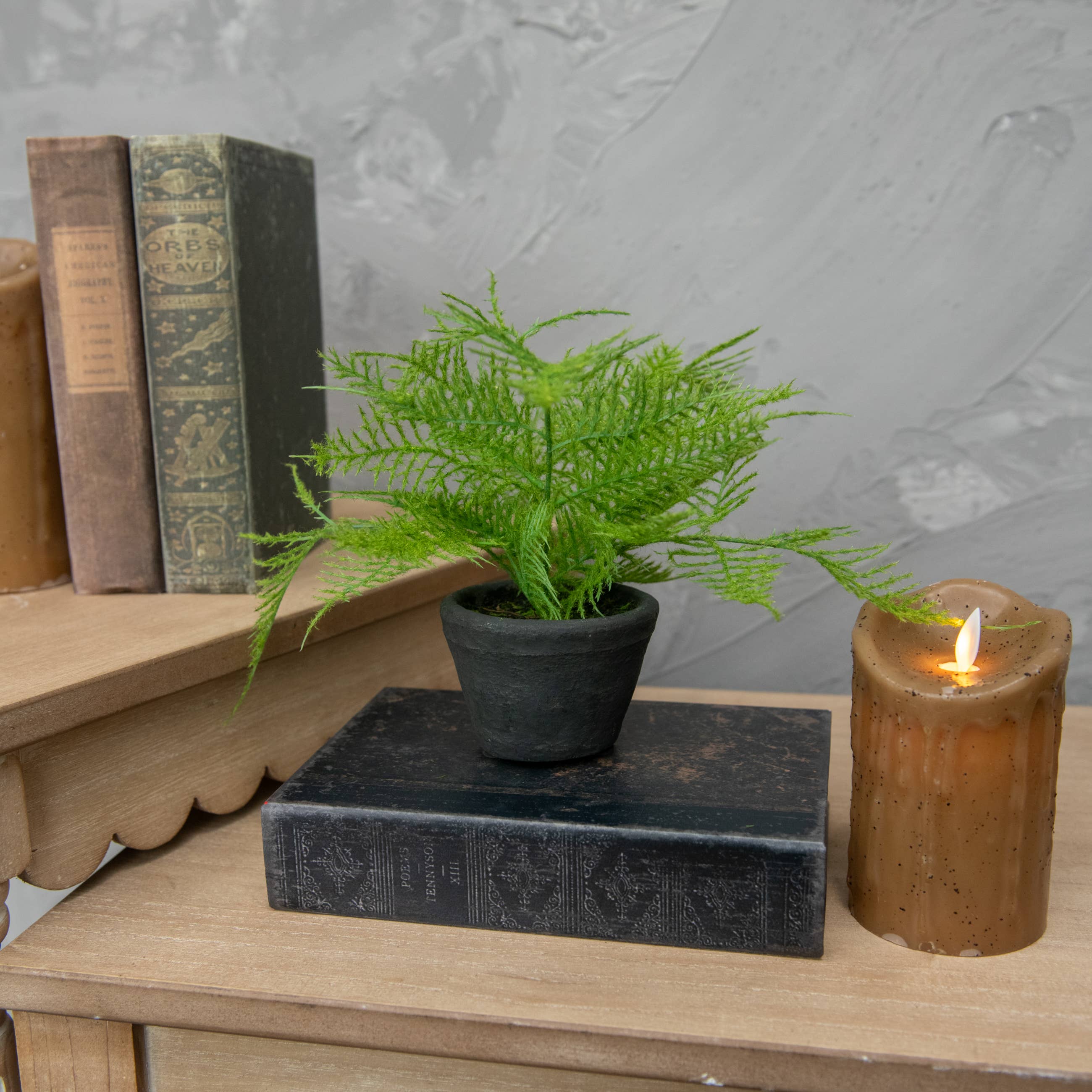 8" FERN IN CHARCOAL CERAMIC POT