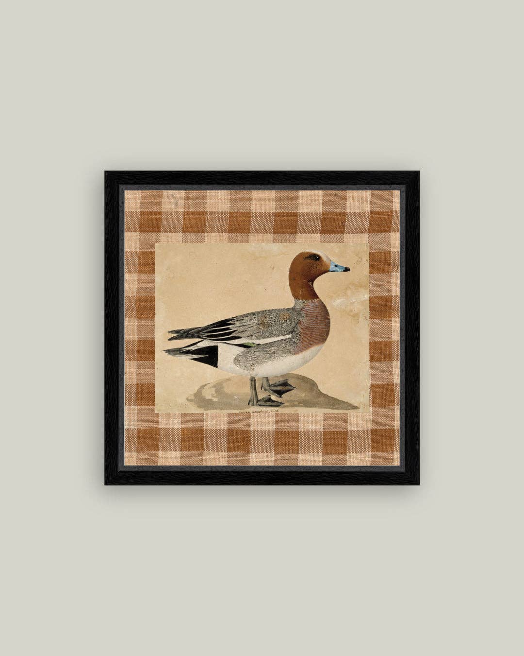 Eurasian Wigeon