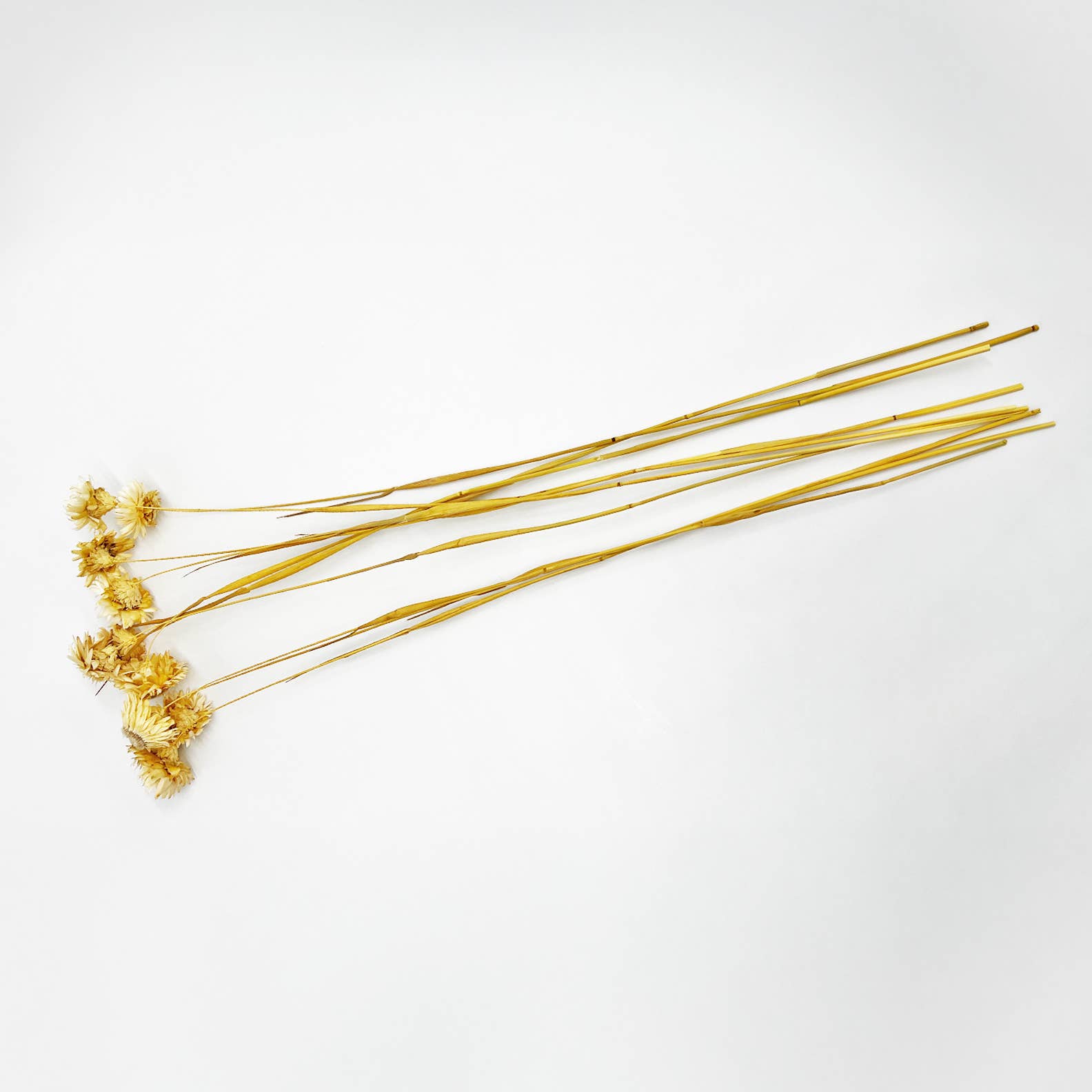 Dried Ruby Daisy Flower