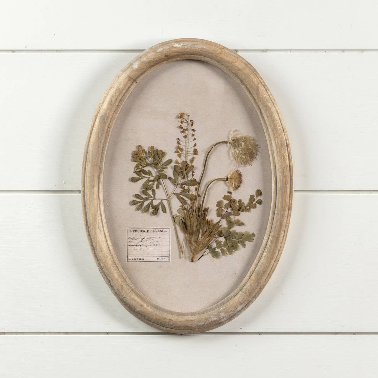 OVAL PRESSED FOLIAGE WALL FRAME