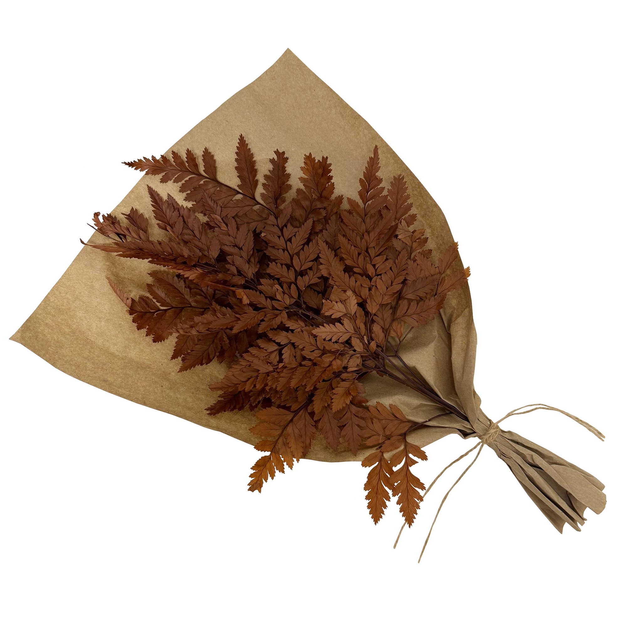 Preserved Mahogany Fern Bundle