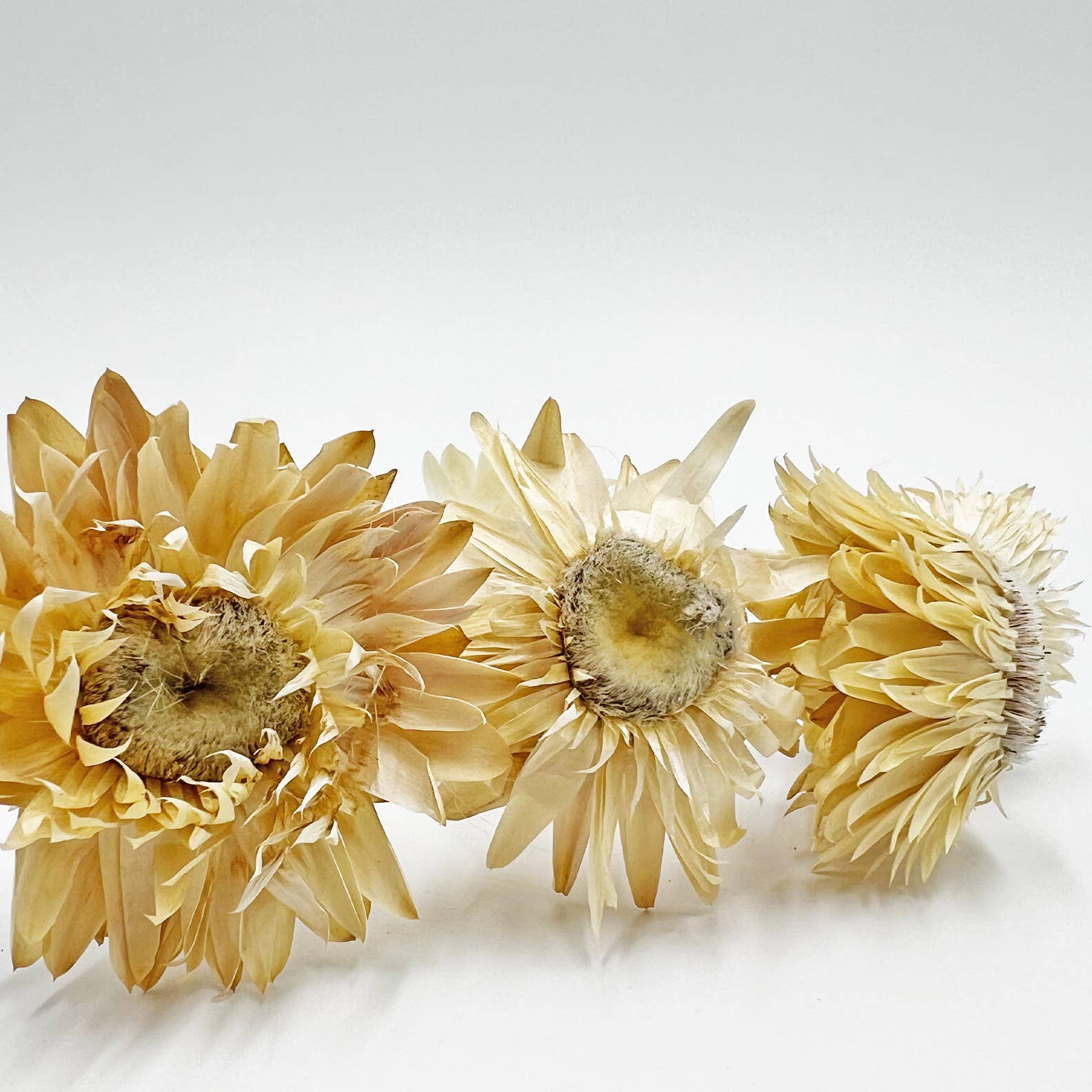 Dried Ruby Daisy Flower