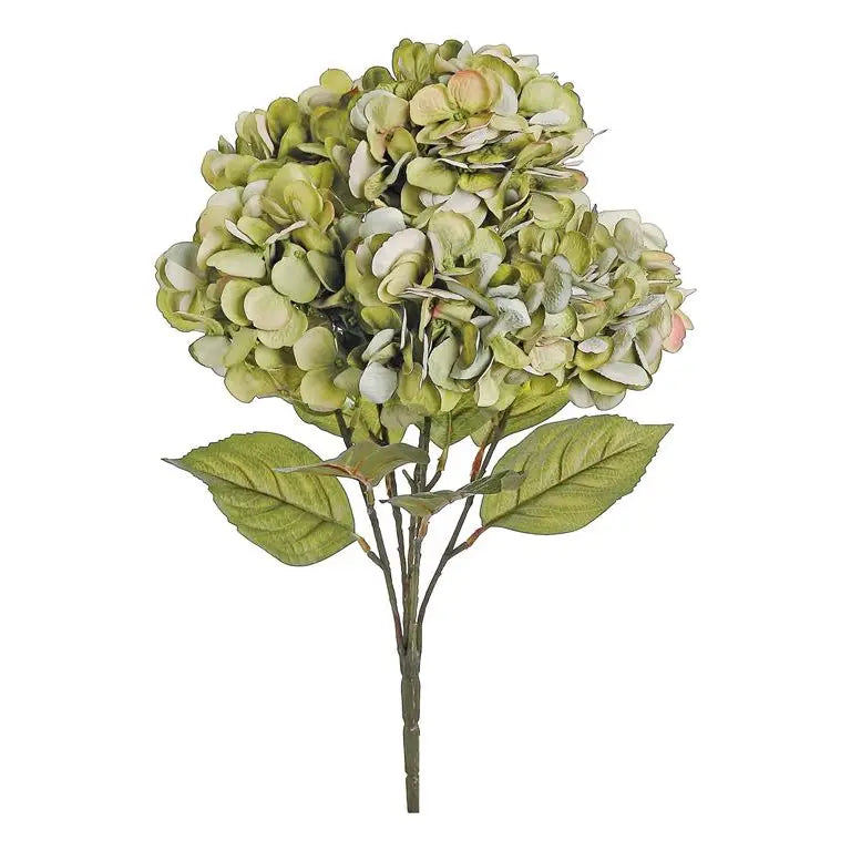 Hydrangea Bush