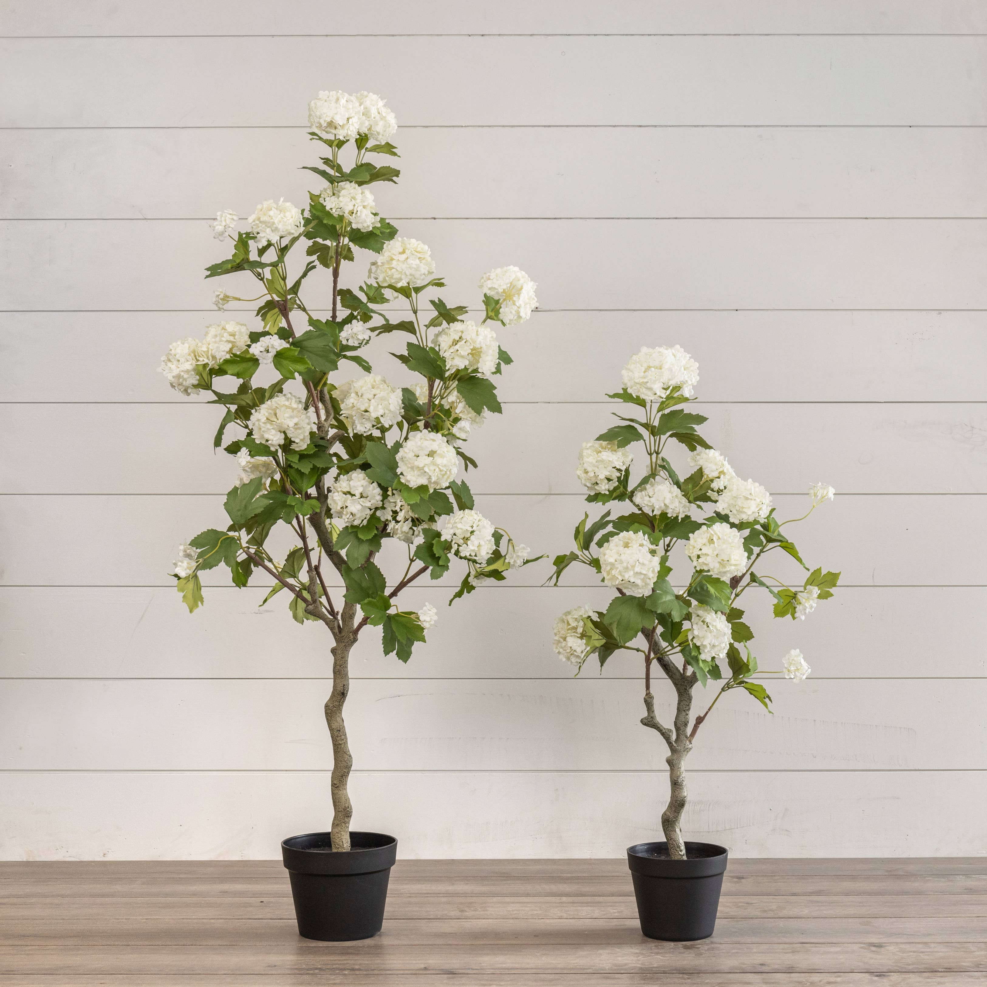 Hydrangea Tree