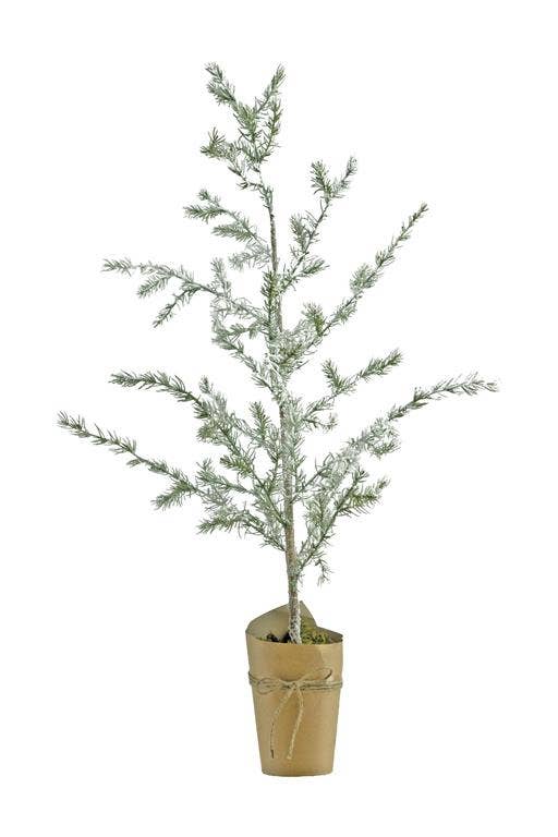 Mini Spruce Pine Tree in Pot