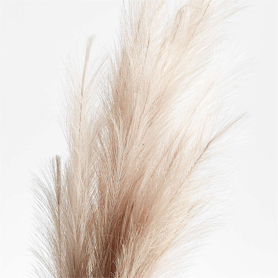 Wrapped Pampas Grass