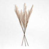 Wrapped Pampas Grass