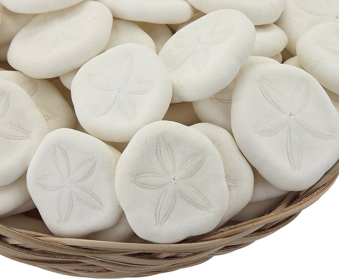 Sea Cookie Sand Dollars