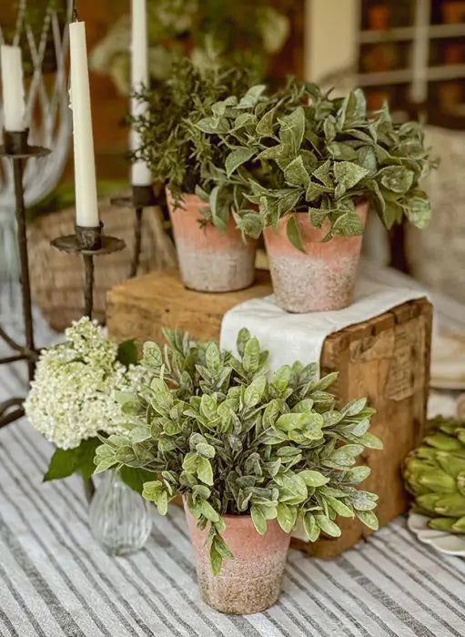 Soft Touch Potted Herb