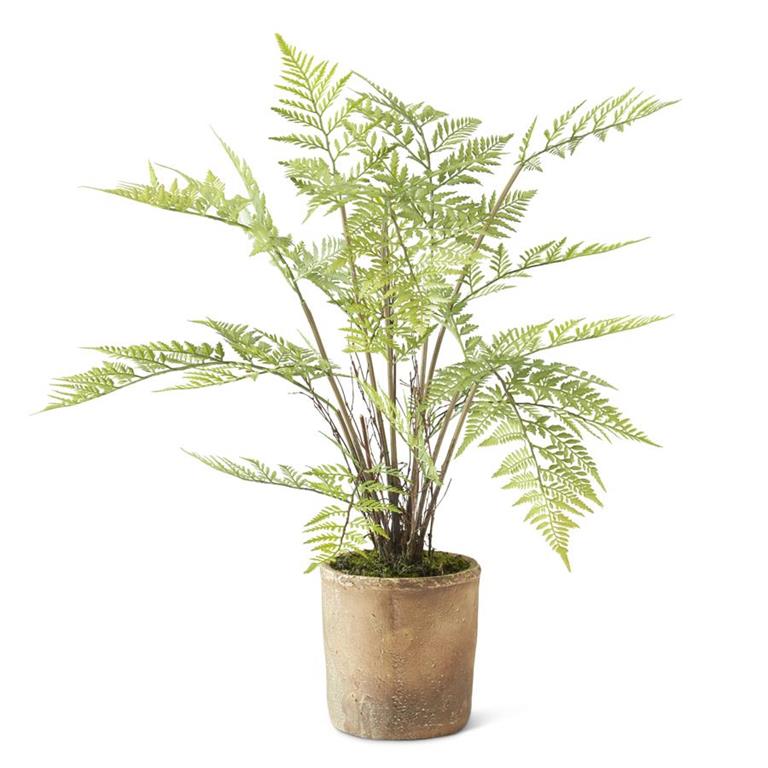 Fern in Ceramic Pot