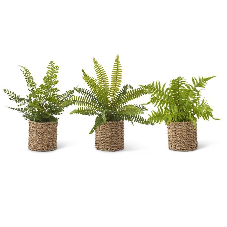 Woven Basket Fern