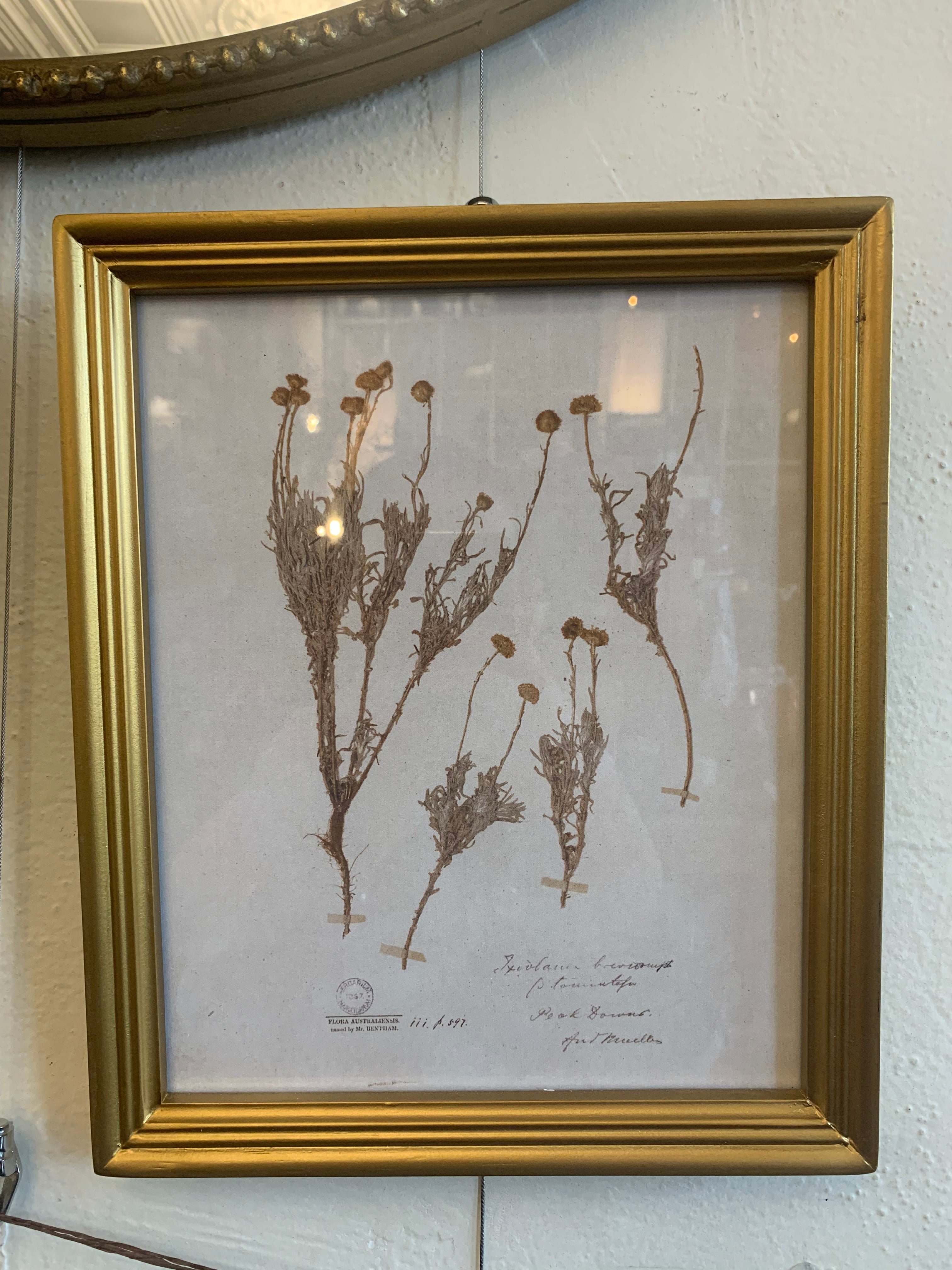 Illustrated Botanical Wall Art