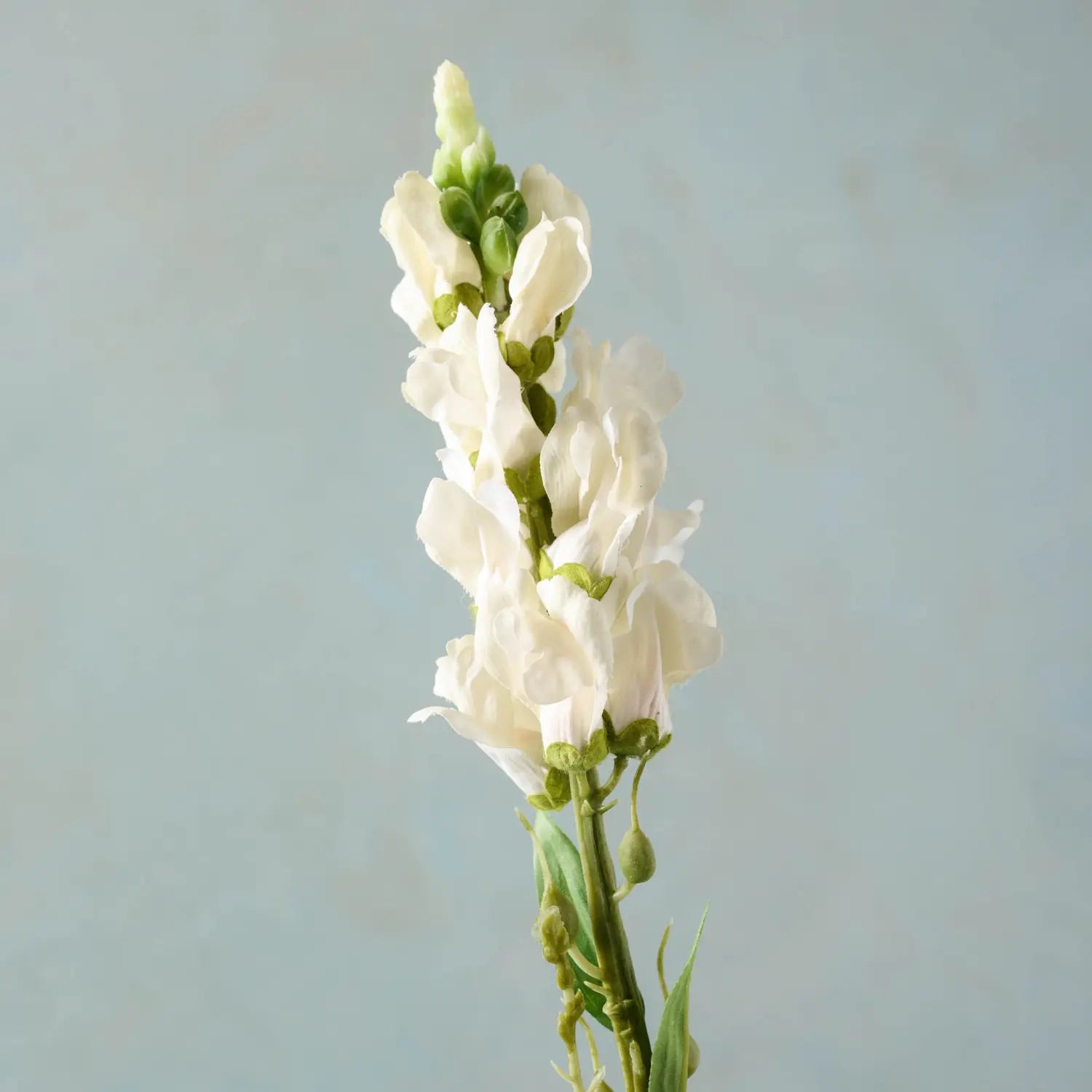 White Stock Flower Stem