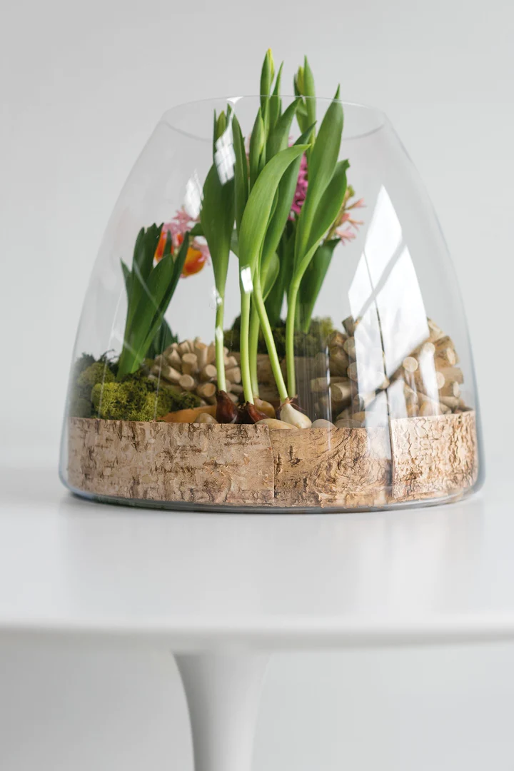 Jumbo Terrarium