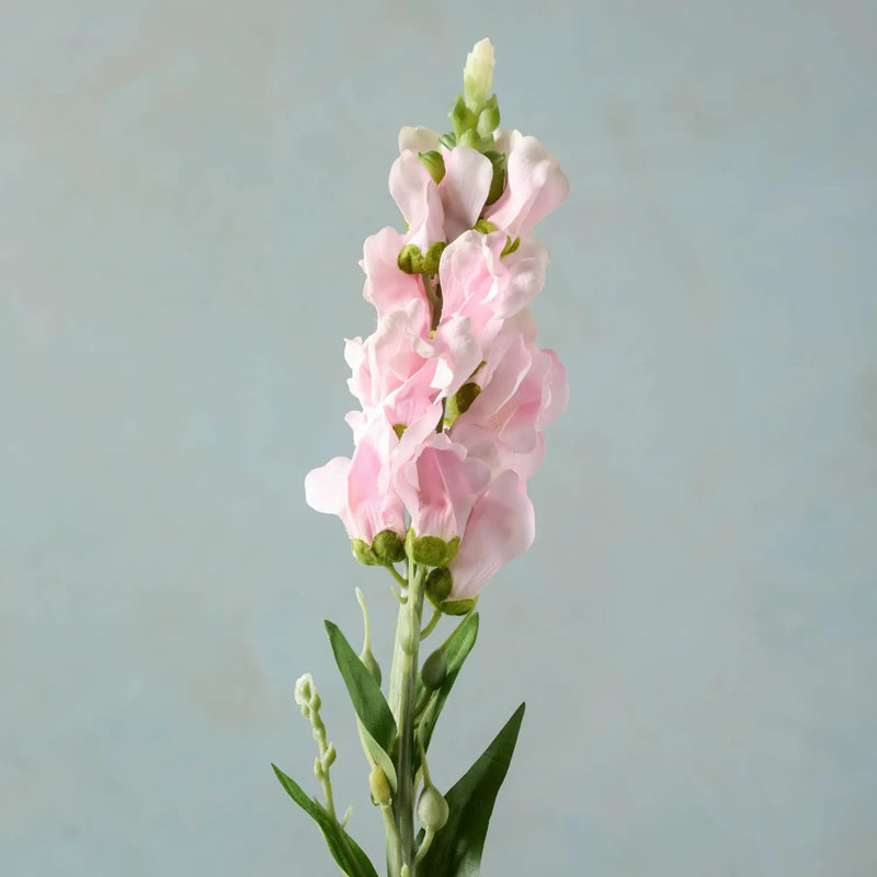 Pink Stock Flower Stem