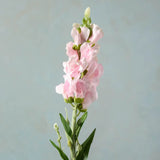 Pink Stock Flower Stem