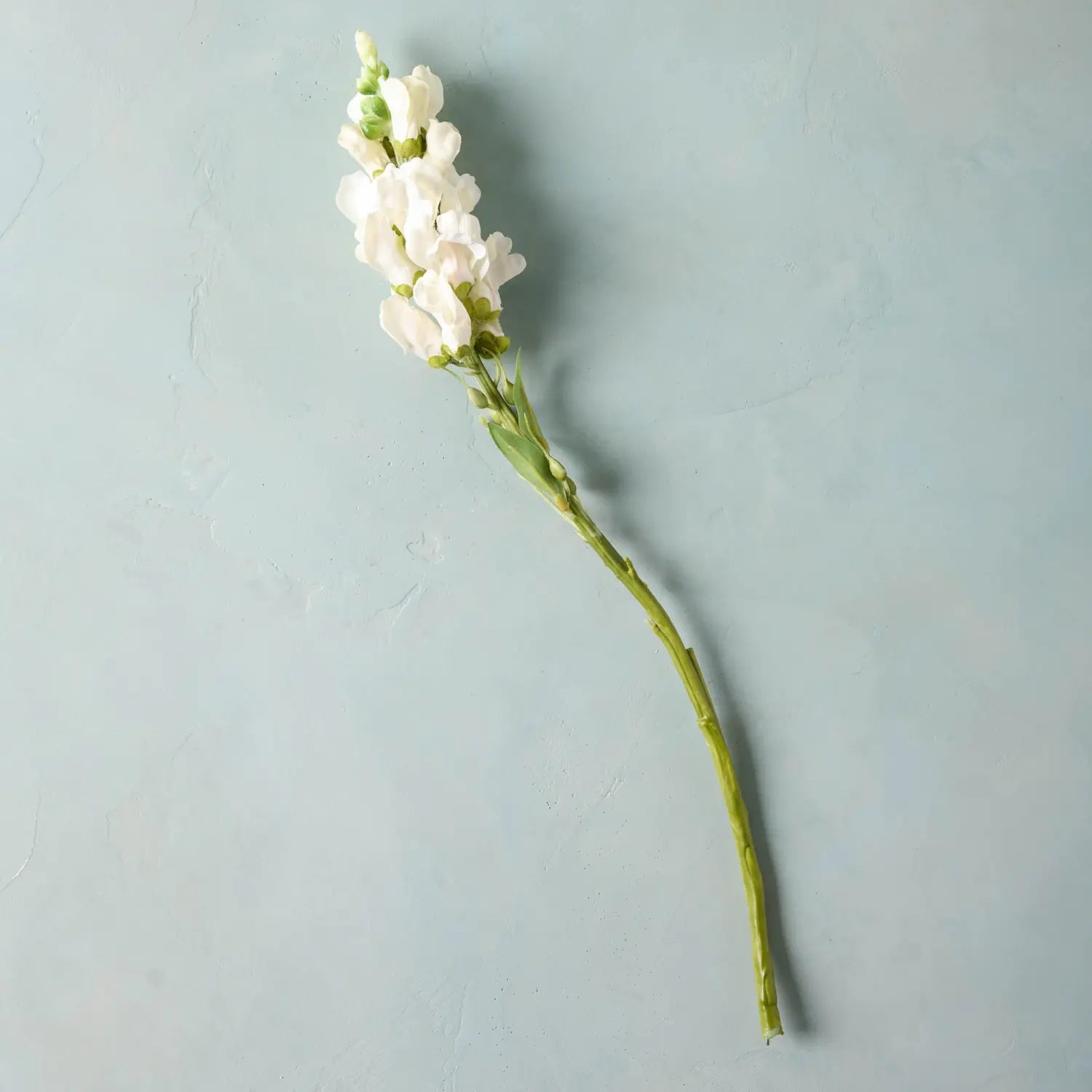 White Stock Flower Stem